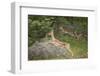 Female Impala (Aepyceros Melampus) Running, Kruger National Park, South Africa, Africa-James Hager-Framed Photographic Print