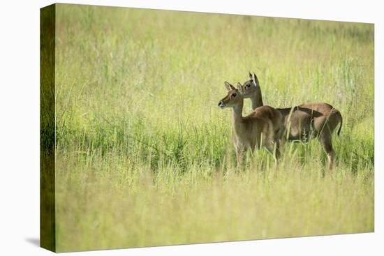 Female Impala (Aepyceros Melampus), South Luangwa National Park, Zambia, Africa-Janette Hill-Stretched Canvas