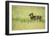 Female Impala (Aepyceros Melampus), South Luangwa National Park, Zambia, Africa-Janette Hill-Framed Photographic Print