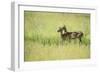 Female Impala (Aepyceros Melampus), South Luangwa National Park, Zambia, Africa-Janette Hill-Framed Photographic Print