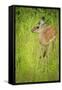 Female Impala (Aepyceros Melampus), South Luangwa National Park, Zambia, Africa-Janette Hill-Framed Stretched Canvas