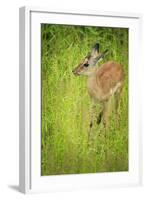 Female Impala (Aepyceros Melampus), South Luangwa National Park, Zambia, Africa-Janette Hill-Framed Photographic Print