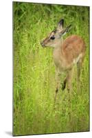 Female Impala (Aepyceros Melampus), South Luangwa National Park, Zambia, Africa-Janette Hill-Mounted Photographic Print