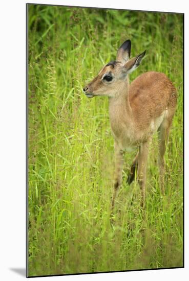 Female Impala (Aepyceros Melampus), South Luangwa National Park, Zambia, Africa-Janette Hill-Mounted Photographic Print