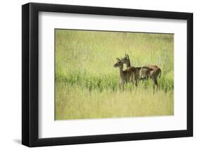 Female Impala (Aepyceros Melampus), South Luangwa National Park, Zambia, Africa-Janette Hill-Framed Photographic Print