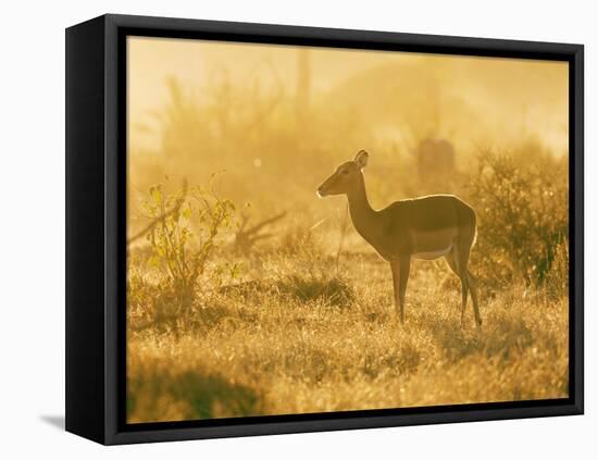 Female impala , Mapungubwe Nat'l Park, UNESCO World Heritage Site, Limpopo, South Africa, Africa-Christian Kober-Framed Stretched Canvas