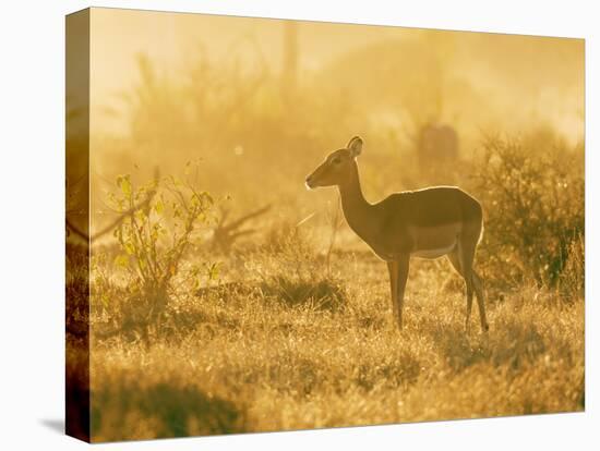Female impala , Mapungubwe Nat'l Park, UNESCO World Heritage Site, Limpopo, South Africa, Africa-Christian Kober-Stretched Canvas
