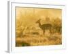 Female impala , Mapungubwe Nat'l Park, UNESCO World Heritage Site, Limpopo, South Africa, Africa-Christian Kober-Framed Photographic Print