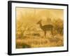 Female impala , Mapungubwe Nat'l Park, UNESCO World Heritage Site, Limpopo, South Africa, Africa-Christian Kober-Framed Photographic Print