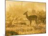 Female impala , Mapungubwe Nat'l Park, UNESCO World Heritage Site, Limpopo, South Africa, Africa-Christian Kober-Mounted Photographic Print