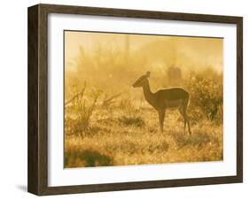 Female impala , Mapungubwe Nat'l Park, UNESCO World Heritage Site, Limpopo, South Africa, Africa-Christian Kober-Framed Photographic Print