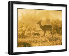 Female impala , Mapungubwe Nat'l Park, UNESCO World Heritage Site, Limpopo, South Africa, Africa-Christian Kober-Framed Photographic Print