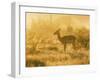 Female impala , Mapungubwe Nat'l Park, UNESCO World Heritage Site, Limpopo, South Africa, Africa-Christian Kober-Framed Photographic Print