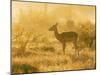 Female impala , Mapungubwe Nat'l Park, UNESCO World Heritage Site, Limpopo, South Africa, Africa-Christian Kober-Mounted Photographic Print