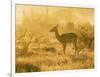 Female impala , Mapungubwe Nat'l Park, UNESCO World Heritage Site, Limpopo, South Africa, Africa-Christian Kober-Framed Photographic Print