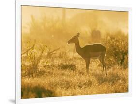 Female impala , Mapungubwe Nat'l Park, UNESCO World Heritage Site, Limpopo, South Africa, Africa-Christian Kober-Framed Photographic Print