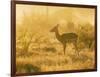 Female impala , Mapungubwe Nat'l Park, UNESCO World Heritage Site, Limpopo, South Africa, Africa-Christian Kober-Framed Photographic Print