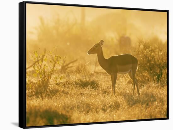 Female impala , Mapungubwe Nat'l Park, UNESCO World Heritage Site, Limpopo, South Africa, Africa-Christian Kober-Framed Stretched Canvas