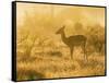 Female impala , Mapungubwe Nat'l Park, UNESCO World Heritage Site, Limpopo, South Africa, Africa-Christian Kober-Framed Stretched Canvas