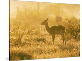 Female impala , Mapungubwe Nat'l Park, UNESCO World Heritage Site, Limpopo, South Africa, Africa-Christian Kober-Stretched Canvas