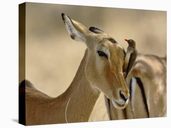 Female Impala with Red-billed Oxpecker, Samburu Game Reserve, Kenya-Adam Jones-Stretched Canvas