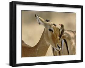 Female Impala with Red-billed Oxpecker, Samburu Game Reserve, Kenya-Adam Jones-Framed Photographic Print