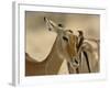 Female Impala with Red-billed Oxpecker, Samburu Game Reserve, Kenya-Adam Jones-Framed Photographic Print