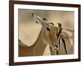 Female Impala with Red-billed Oxpecker, Samburu Game Reserve, Kenya-Adam Jones-Framed Photographic Print