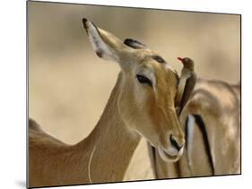 Female Impala with Red-billed Oxpecker, Samburu Game Reserve, Kenya-Adam Jones-Mounted Photographic Print