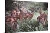 Female Impalas Grouped in the Shade-DLILLC-Stretched Canvas
