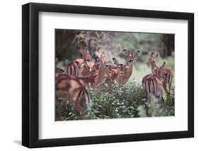 Female Impalas Grouped in the Shade-DLILLC-Framed Photographic Print