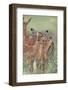 Female Impalas-DLILLC-Framed Photographic Print