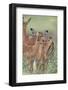 Female Impalas-DLILLC-Framed Photographic Print