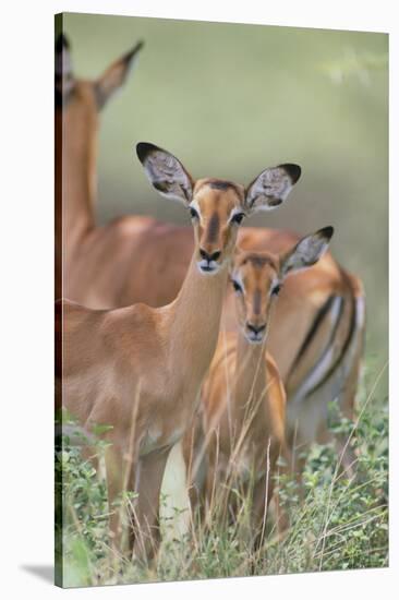 Female Impalas-DLILLC-Stretched Canvas