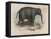 Female Indian Elephant Suckling Her Young-Victor Jean Adam-Framed Stretched Canvas