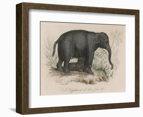 Female Indian Elephant Suckling Her Young-Victor Jean Adam-Framed Art Print