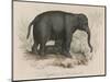 Female Indian Elephant Suckling Her Young-Victor Jean Adam-Mounted Art Print