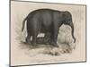 Female Indian Elephant Suckling Her Young-Victor Jean Adam-Mounted Art Print