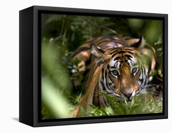 Female Indian Tiger at Samba Deer Kill, Bandhavgarh National Park, India-Thorsten Milse-Framed Stretched Canvas