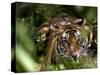Female Indian Tiger at Samba Deer Kill, Bandhavgarh National Park, India-Thorsten Milse-Stretched Canvas