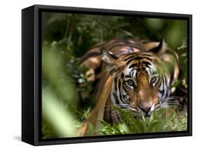 Female Indian Tiger at Samba Deer Kill, Bandhavgarh National Park, India-Thorsten Milse-Framed Stretched Canvas