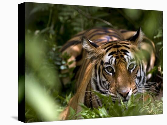 Female Indian Tiger at Samba Deer Kill, Bandhavgarh National Park, India-Thorsten Milse-Stretched Canvas