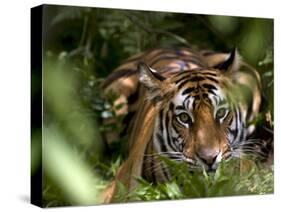 Female Indian Tiger at Samba Deer Kill, Bandhavgarh National Park, India-Thorsten Milse-Stretched Canvas