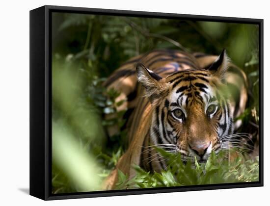 Female Indian Tiger at Samba Deer Kill, Bandhavgarh National Park, India-Thorsten Milse-Framed Stretched Canvas