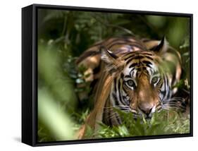 Female Indian Tiger at Samba Deer Kill, Bandhavgarh National Park, India-Thorsten Milse-Framed Stretched Canvas