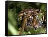 Female Indian Tiger at Samba Deer Kill, Bandhavgarh National Park, India-Thorsten Milse-Framed Stretched Canvas