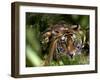 Female Indian Tiger at Samba Deer Kill, Bandhavgarh National Park, India-Thorsten Milse-Framed Premium Photographic Print