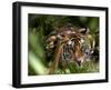 Female Indian Tiger at Samba Deer Kill, Bandhavgarh National Park, India-Thorsten Milse-Framed Premium Photographic Print