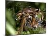 Female Indian Tiger at Samba Deer Kill, Bandhavgarh National Park, India-Thorsten Milse-Mounted Premium Photographic Print