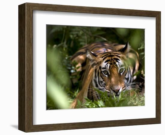 Female Indian Tiger at Samba Deer Kill, Bandhavgarh National Park, India-Thorsten Milse-Framed Photographic Print